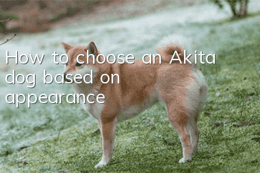 How to choose an Akita dog based on appearance