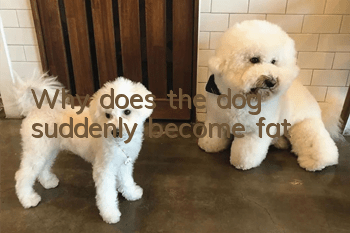 Why does the dog suddenly become fat?