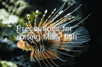 Precautions for raising Mary fish