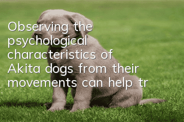 Observing the psychological characteristics of Akita dogs from their movements can help train them better.