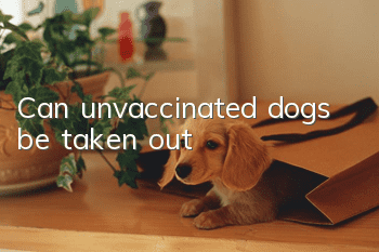 Can unvaccinated dogs be taken out?