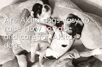 Are Akita dogs easy to raise? How to raise and care for Akita dogs?