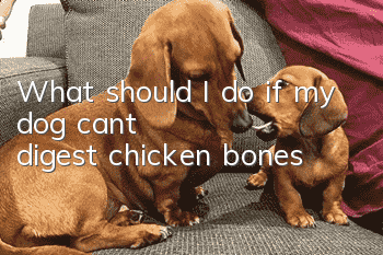 What should I do if my dog can’t digest chicken bones?