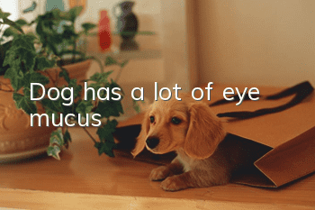 Dog has a lot of eye mucus