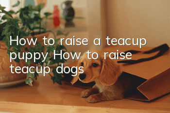 How to raise a teacup puppy? How to raise teacup dogs