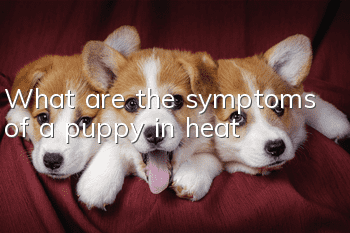 What are the symptoms of a puppy in heat?