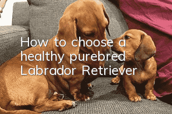 How to choose a healthy purebred Labrador Retriever