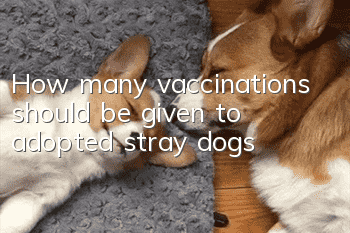 How many vaccinations should be given to adopted stray dogs?