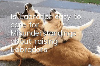Is Labrador easy to care for? Misunderstandings about raising Labradors