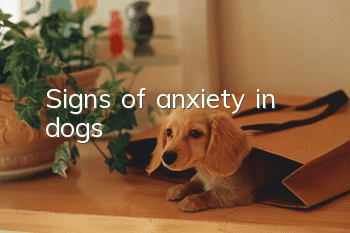 Signs of anxiety in dogs