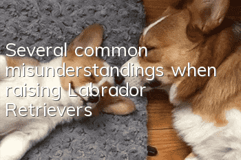 Several common misunderstandings when raising Labrador Retrievers
