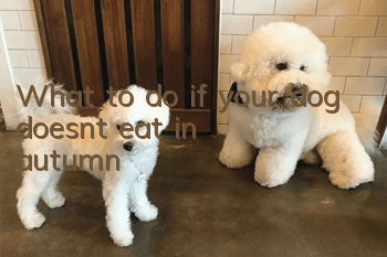 What to do if your dog doesn’t eat in autumn