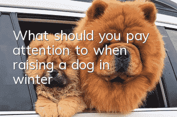 What should you pay attention to when raising a dog in winter?