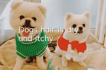 Dog's hair is dry and itchy