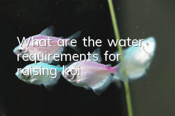 What are the water requirements for raising koi?