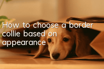 How to choose a border collie based on appearance