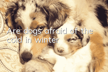 Are dogs afraid of the cold in winter?