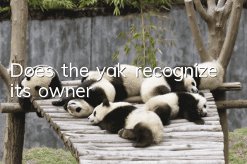 Does the yak recognize its owner?