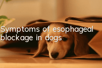 Symptoms of esophageal blockage in dogs