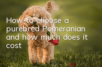 How to choose a purebred Pomeranian and how much does it cost?