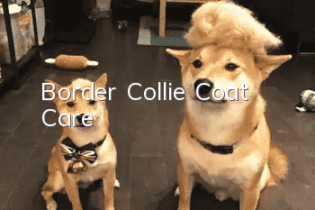 Border Collie Coat Care