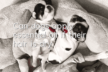 Can dogs apply essential oil if their hair is dry?