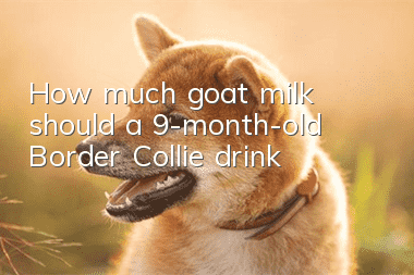 How much goat milk should a 9-month-old Border Collie drink?