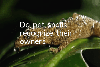 Do pet snails recognize their owners?