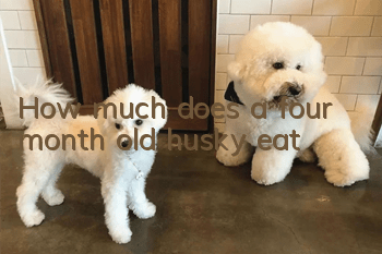 How much does a four month old husky eat?