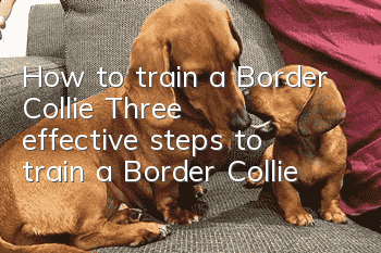 How to train a Border Collie? Three effective steps to train a Border Collie