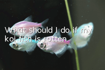 What should I do if my koi fish is rotten?