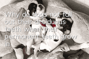 Why do dogs not fall out their deciduous teeth when their permanent teeth grow in?
