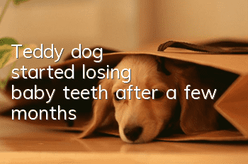 Teddy dog started losing baby teeth after a few months
