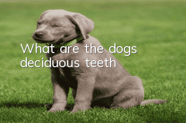 What are the dog’s deciduous teeth?