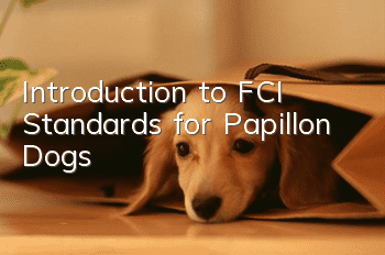 Introduction to FCI Standards for Papillon Dogs
