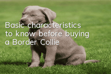 Basic characteristics to know before buying a Border Collie