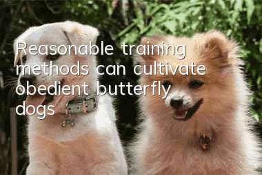 Reasonable training methods can cultivate obedient butterfly dogs