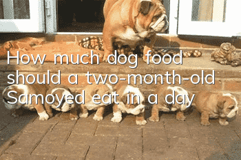 How much dog food should a two-month-old Samoyed eat in a day?