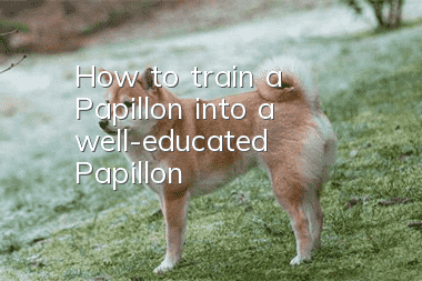How to train a Papillon into a well-educated Papillon?