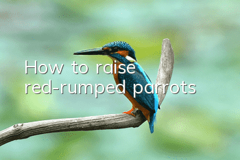 How to raise red-rumped parrots