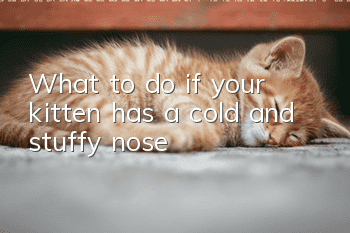 What to do if your kitten has a cold and stuffy nose