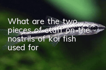 What are the two pieces of stuff on the nostrils of koi fish used for?