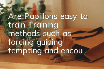 Are Papillons easy to train? Training methods such as forcing, guiding, tempting and encouraging