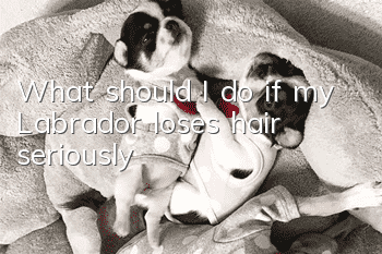 What should I do if my Labrador loses hair seriously?