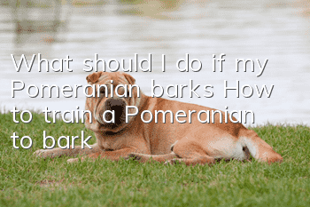 What should I do if my Pomeranian barks? How to train a Pomeranian to bark