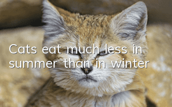 Cats eat much less in summer than in winter