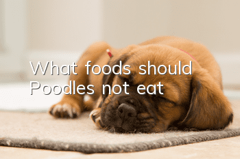 What foods should Poodles not eat?
