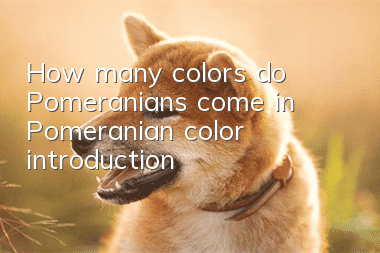 How many colors do Pomeranians come in? Pomeranian color introduction
