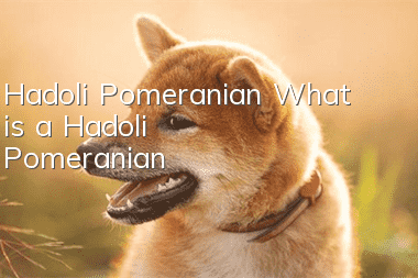 Hadoli Pomeranian What is a Hadoli Pomeranian?