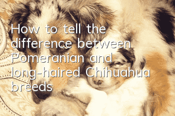 How to tell the difference between Pomeranian and long-haired Chihuahua breeds